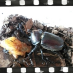 Thumbnail of post image 154