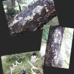 Thumbnail of post image 113
