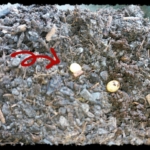 Thumbnail of post image 151