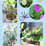Thumbnail of post image 035