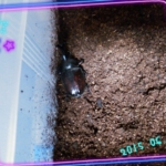 Thumbnail of post image 137