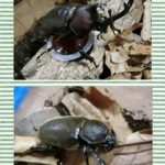 Thumbnail of post image 040