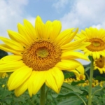 Thumbnail of post image 166