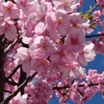 Thumbnail of post image 123