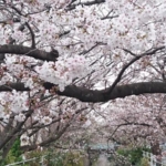 Thumbnail of post image 050