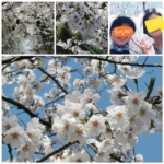 Thumbnail of post image 006