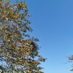 Thumbnail of post image 106