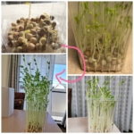 Thumbnail of post image 065