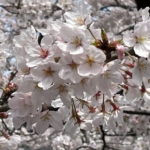 Thumbnail of post image 011