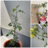 Thumbnail of related posts 070
